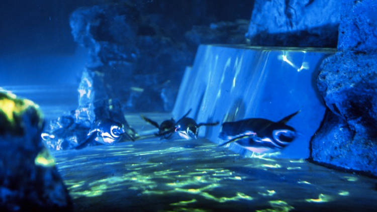 Sumida Aquarium Penguin Fireworks