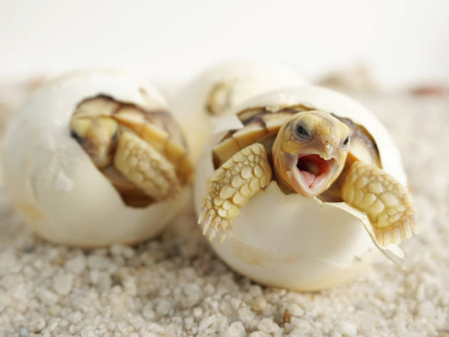 Se buscan voluntarios para vigilar 60 huevos de tortuga Se buscan voluntarios para vigilar 60 huevos de tortuga