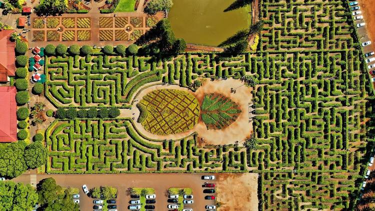 Dole Plantation Pineapple Maze