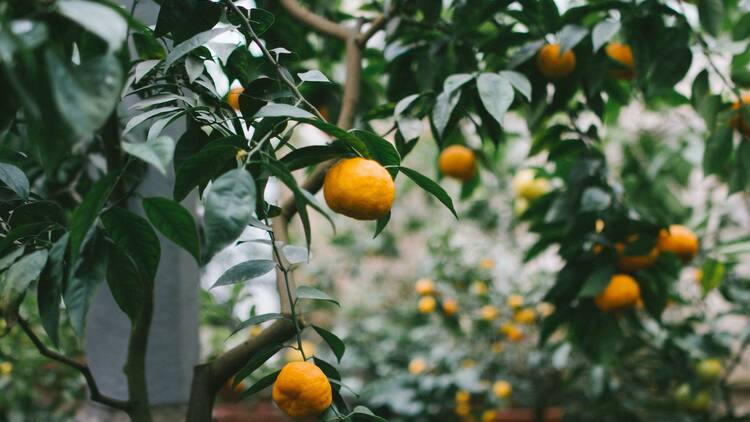 Pick oranges at Hancock Groves