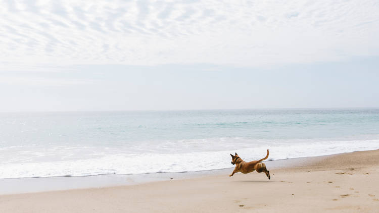 Bring your four-legged friend on holiday too
