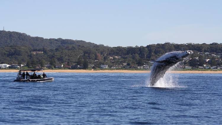 Meet the ocean’s gentle giants on the water
