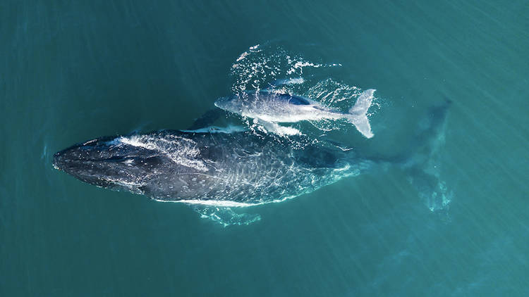 Watch for whales at Crackneck Point Lookout