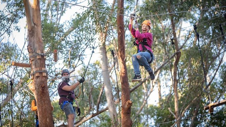 Zipline through the gum trees at Treetops Adventure Park