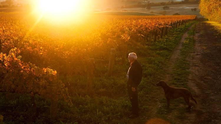 Man standing in a vineyard in sun