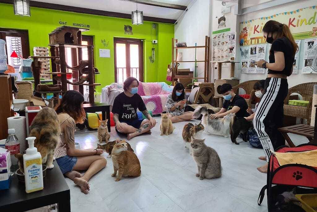 The Kitten Sanctuary Giving Singapore's Stray Cats a New Lease Of Life
