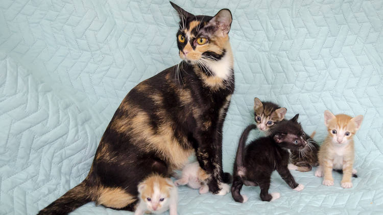 Mama and kittens