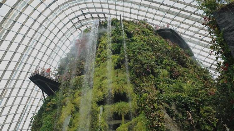 Cloud Forest