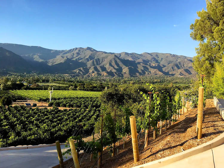 The orchard escape in Ojai