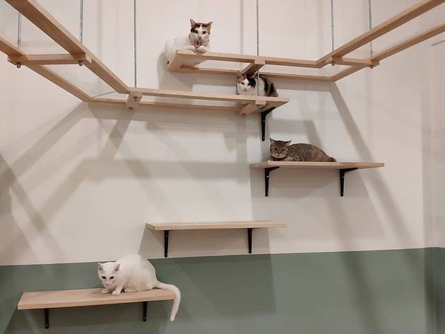 The Cat Cafe: an animal café in Bukit Timah with 11 rescued fuzzy felines