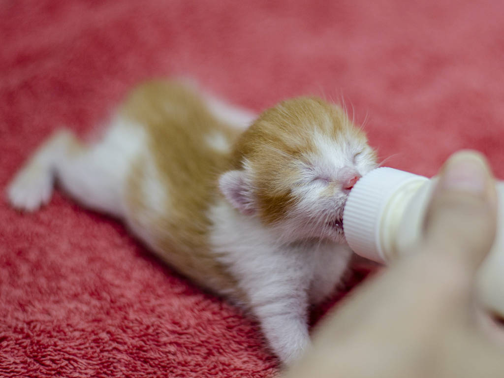 The Kitten Sanctuary Giving Singapore's Stray Cats a New Lease Of Life