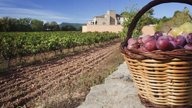 Denominació d'Origen Penedès