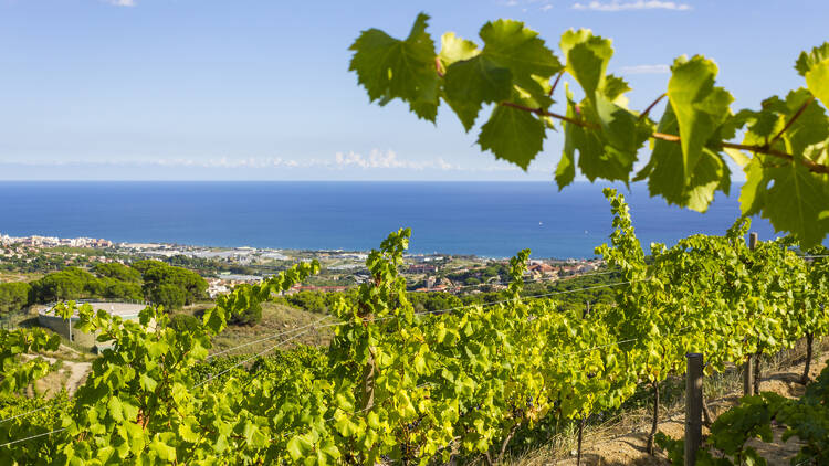 DO Alella: vinos ecológicos con vistas al mar