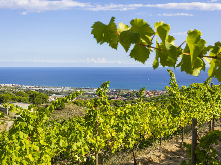 DO Alella: vins ecològics amb vistes al mar