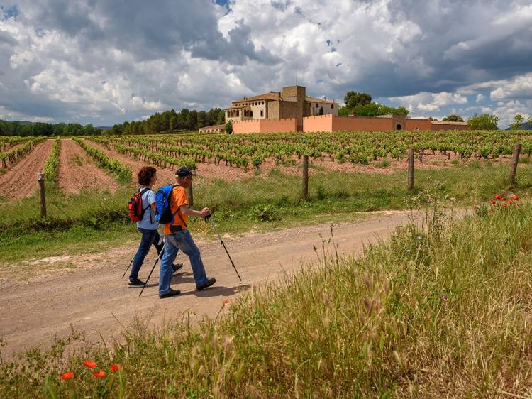 DO Pla de Bages: a la sombra de una montaña mágica