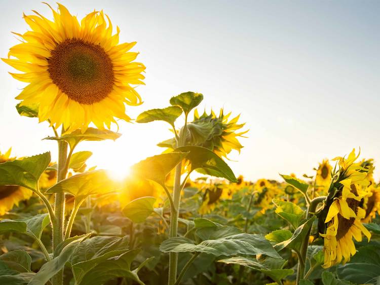 The North Fork Sunflower Maze