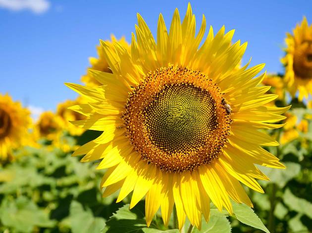 Sunflowers