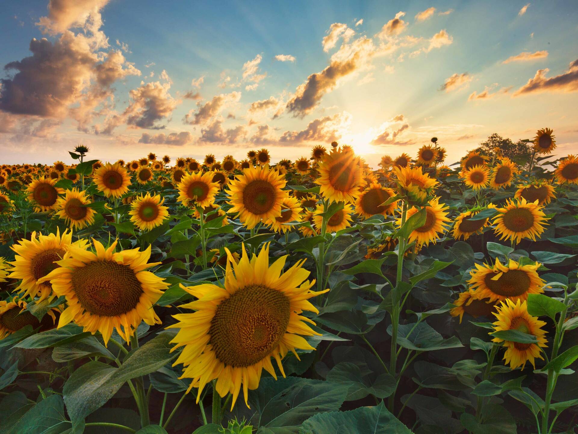 5 Locales Where You Can Go Sunflower Picking Near NYC