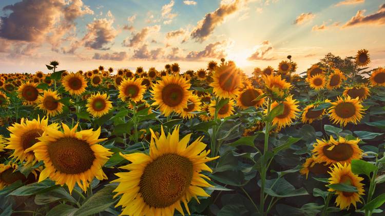 sunflowers sunset
