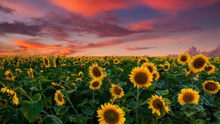sunflowers sunset 