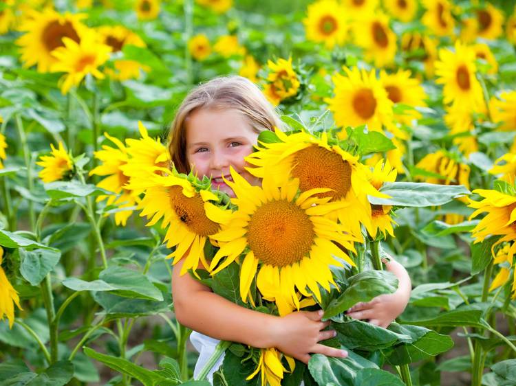 Sunflower picking