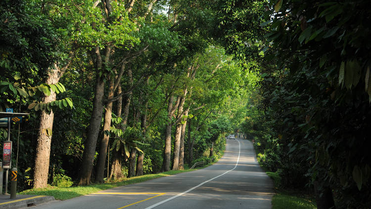 The most scenic driving routes in Singapore