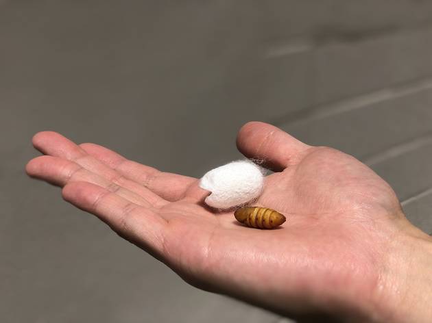 カイコのさなぎが食材? シルクソーセージで大人の自由研究をたしなむ 原料となる蚕のサナギ(国産)