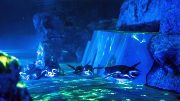 すみだ水族館