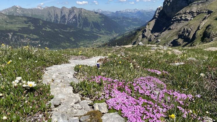 Hikes and herbs