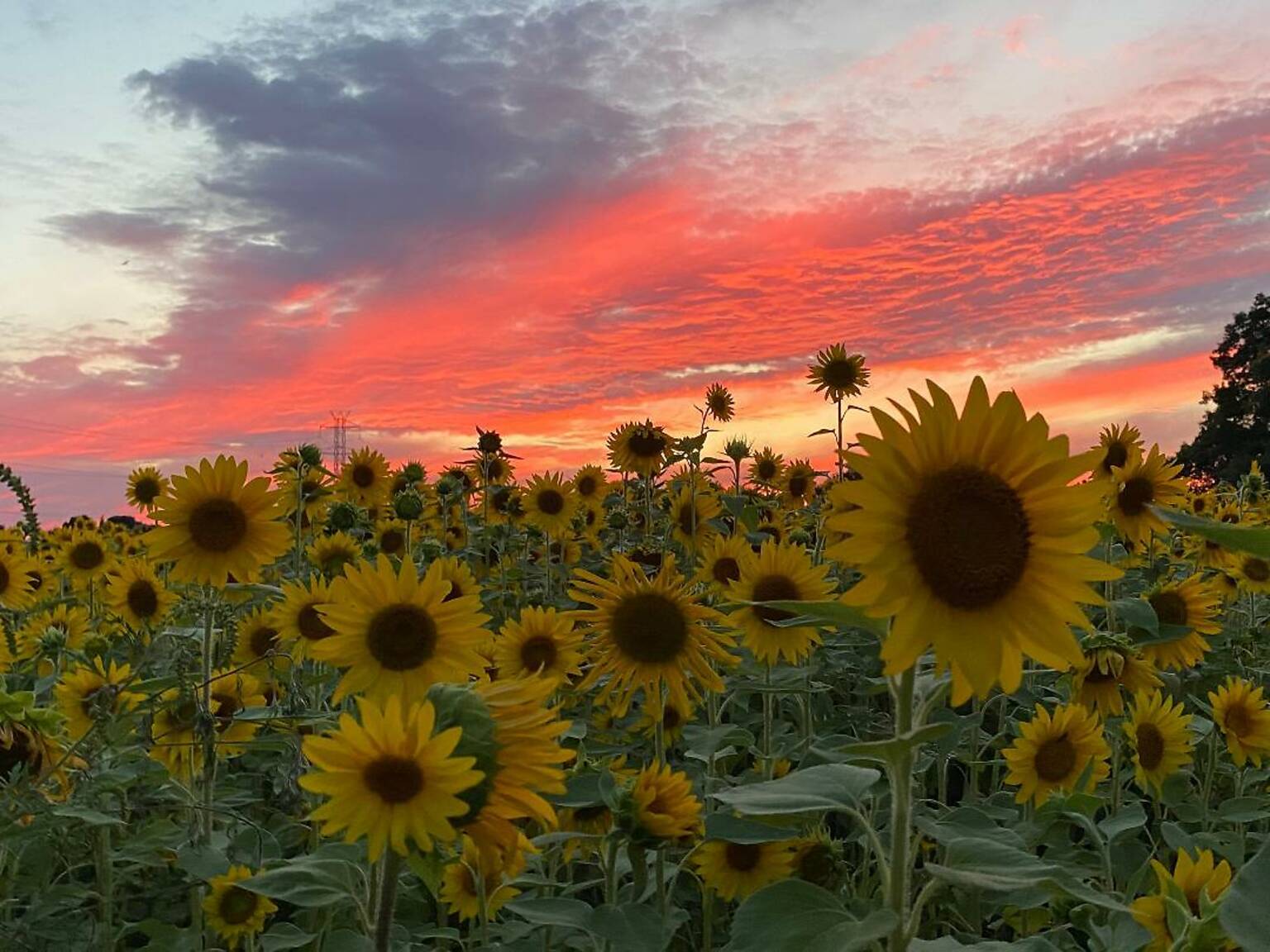 12 Beautiful Sunflower Fields Near Chicago
