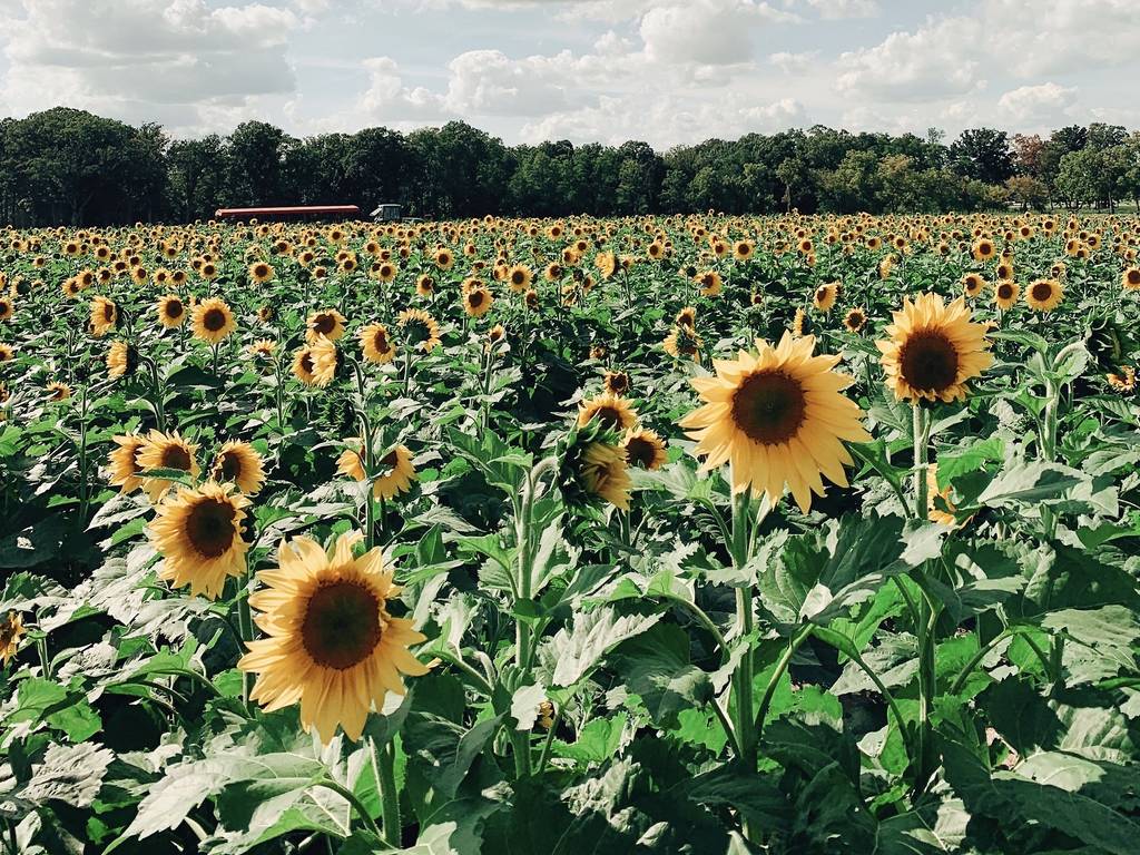 12 Beautiful Sunflower Fields Near Chicago