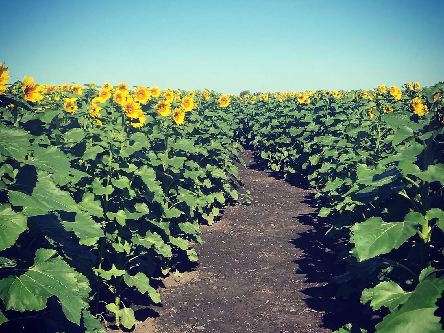 12 Beautiful Sunflower Fields Near Chicago