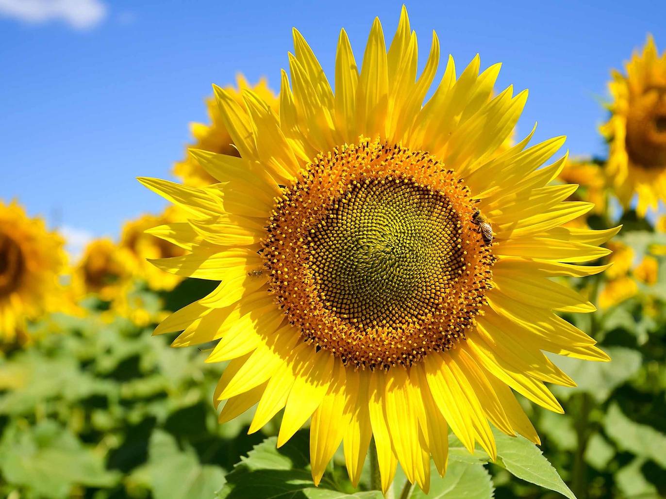 12 Beautiful Sunflower Fields Near Chicago