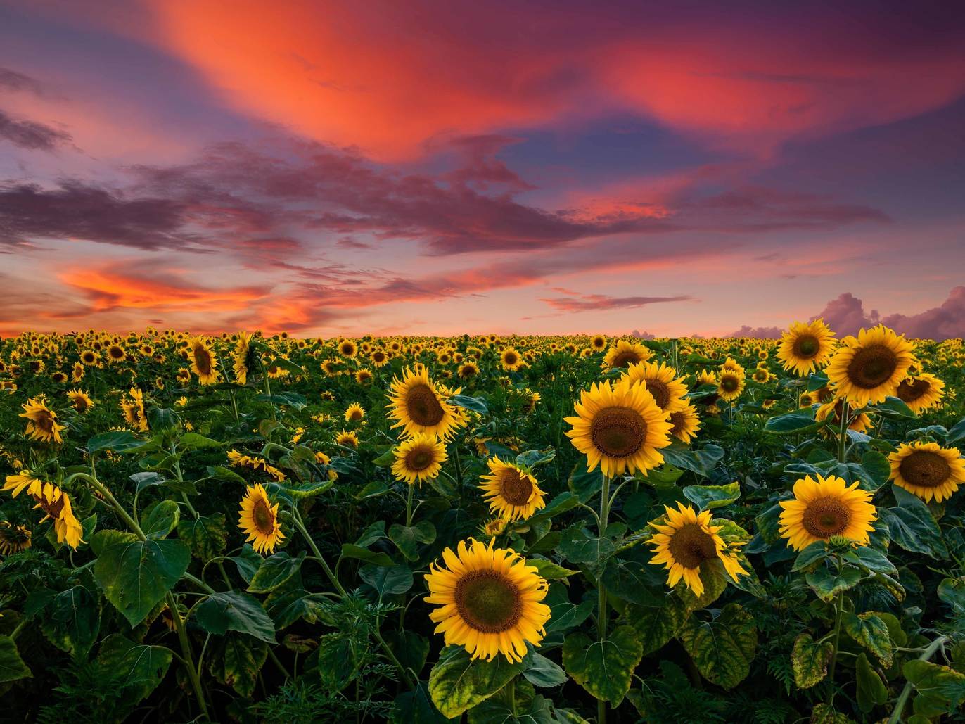 12 Beautiful Sunflower Fields Near Chicago