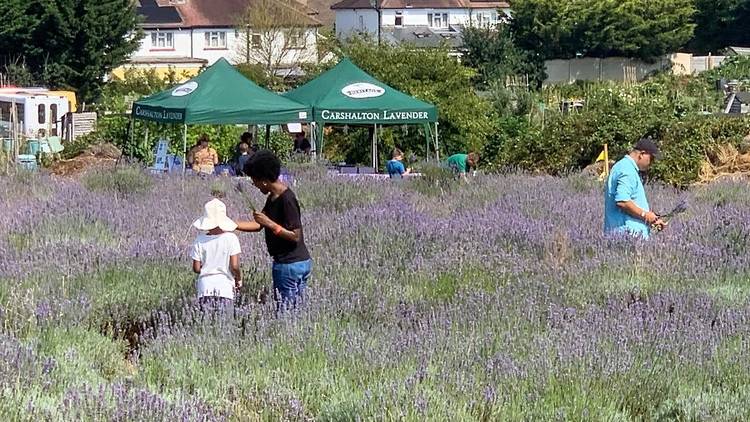 Carshalton Lavender