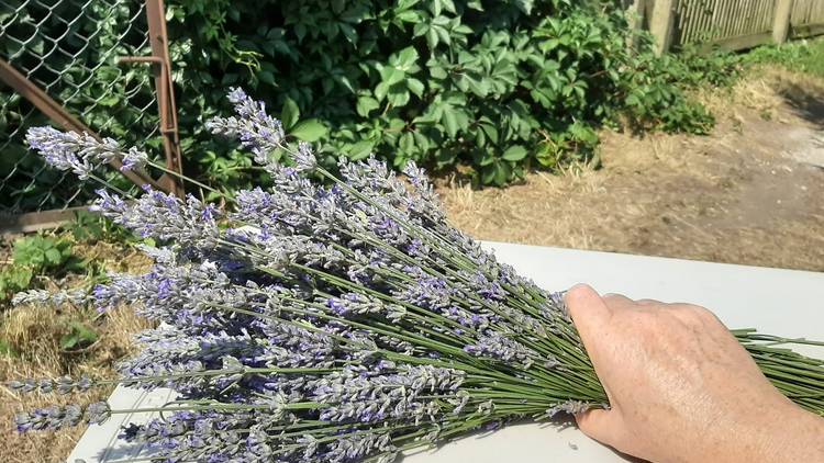 Carshalton Lavender