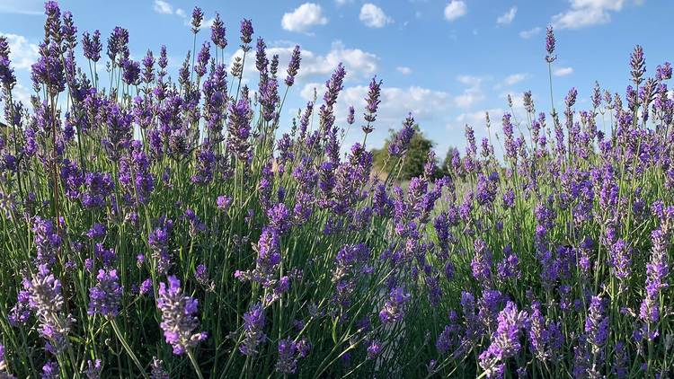 Carshalton Lavender