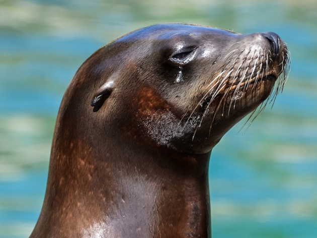 seal