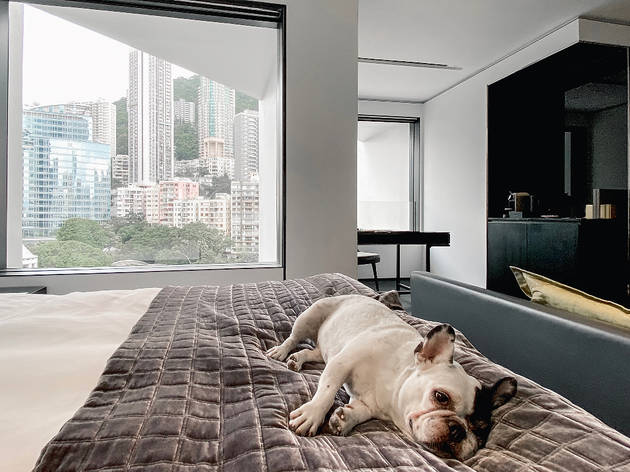 Best pet-friendly hotels in Hong Kong Best pet-friendly hotels in Hong Kong