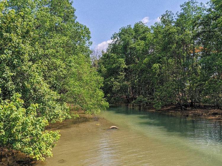 Berlayer Creek mangrove trail 