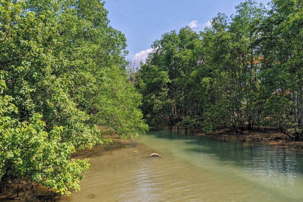 10 Wetlands and Mangrove Trails in Singapore to Explore