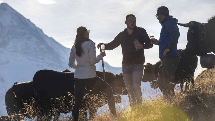 Raise a glass to Hérens cows on a bike trip in Evolène