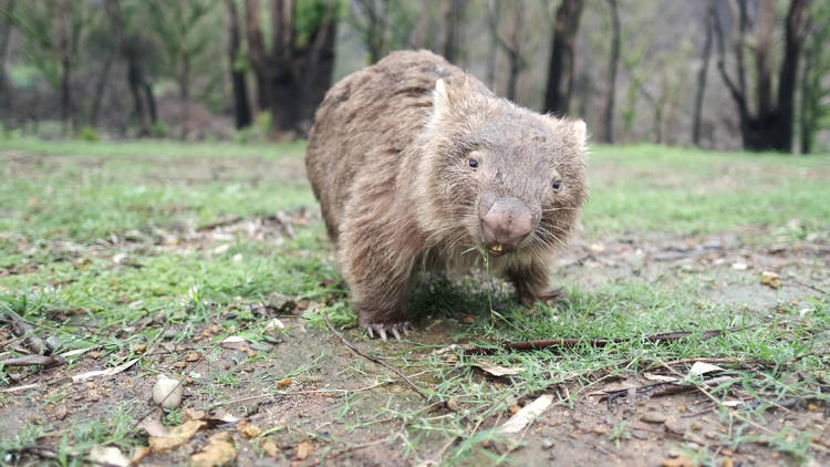 Wombat