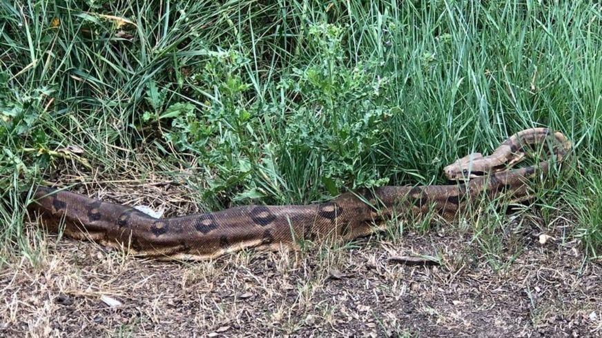 A massive boa constrictor has been captured by the Thames