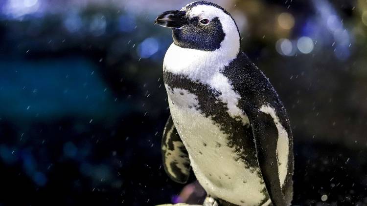 Visit the penguins at the New England Aquarium