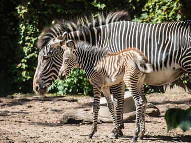 Visit animals (for free!) at Lincoln Park Zoo Visit animals (for free!) at Lincoln Park Zoo