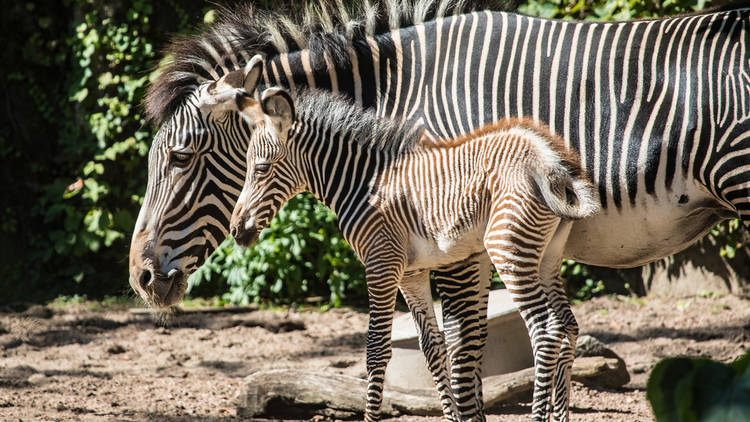 Visit animals (for free!) at Lincoln Park Zoo