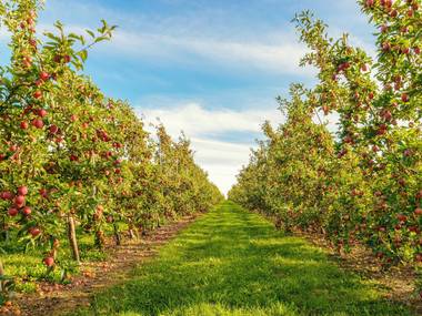 14 Best Places To Go Apple Picking Near Chicago