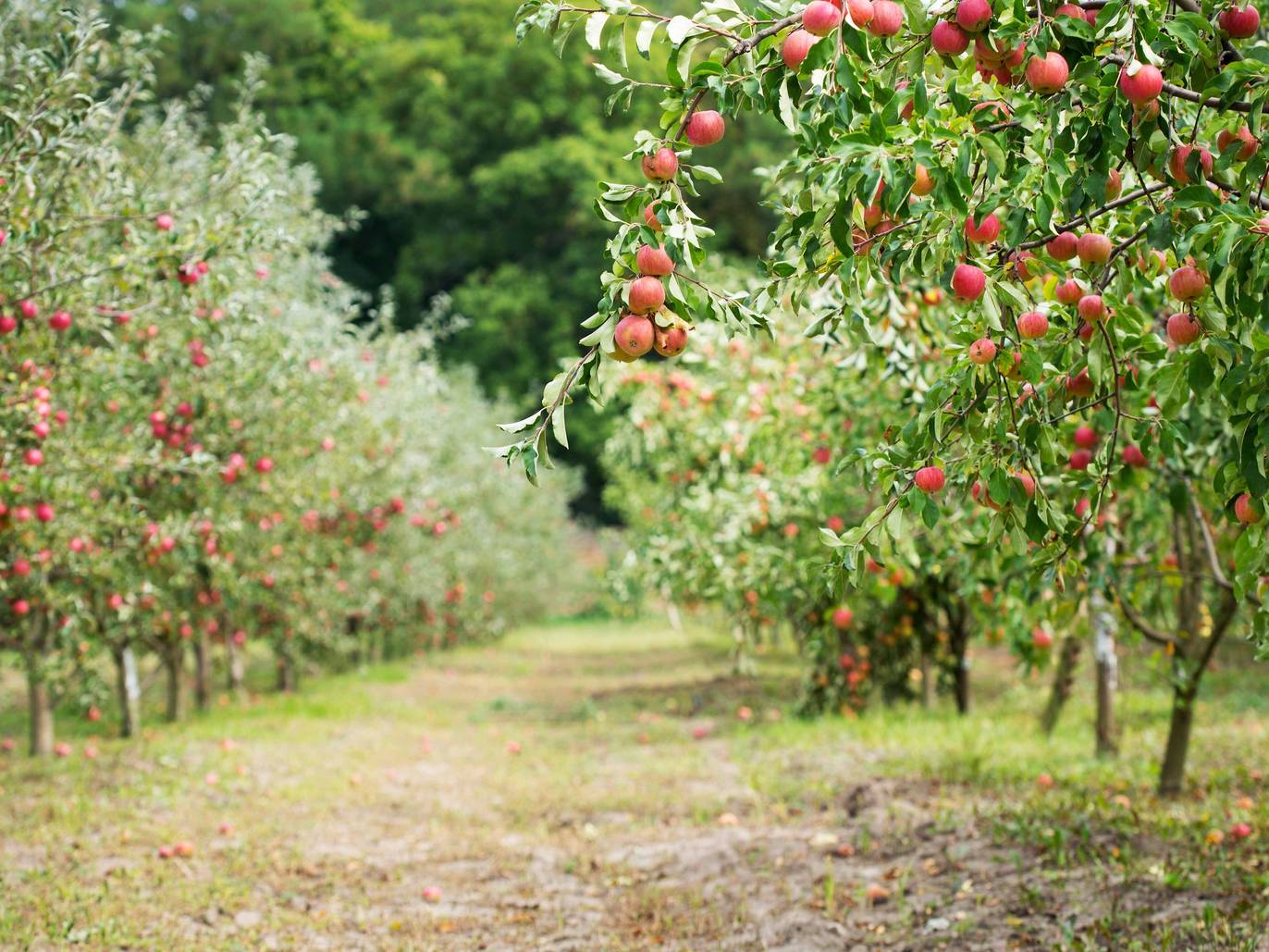 Go Apple Picking Near Chicago At These Local Orchards This Fall