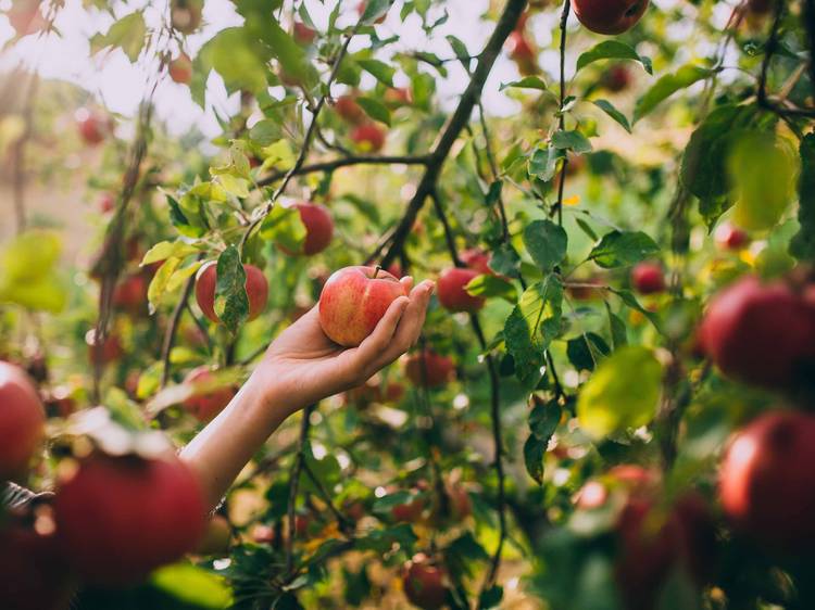 Head to the countryside to pick apples